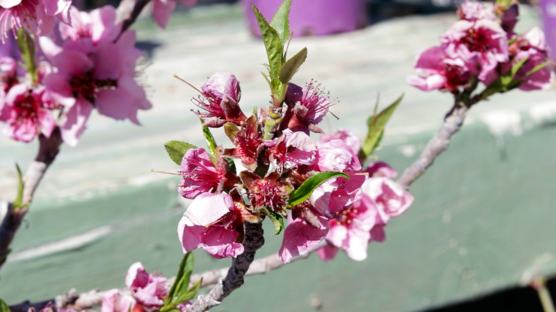 Nectarine (Necta Zee)