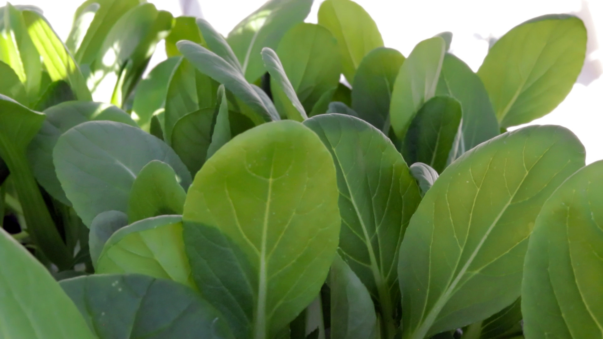 Bok Choi (Green Fortune)