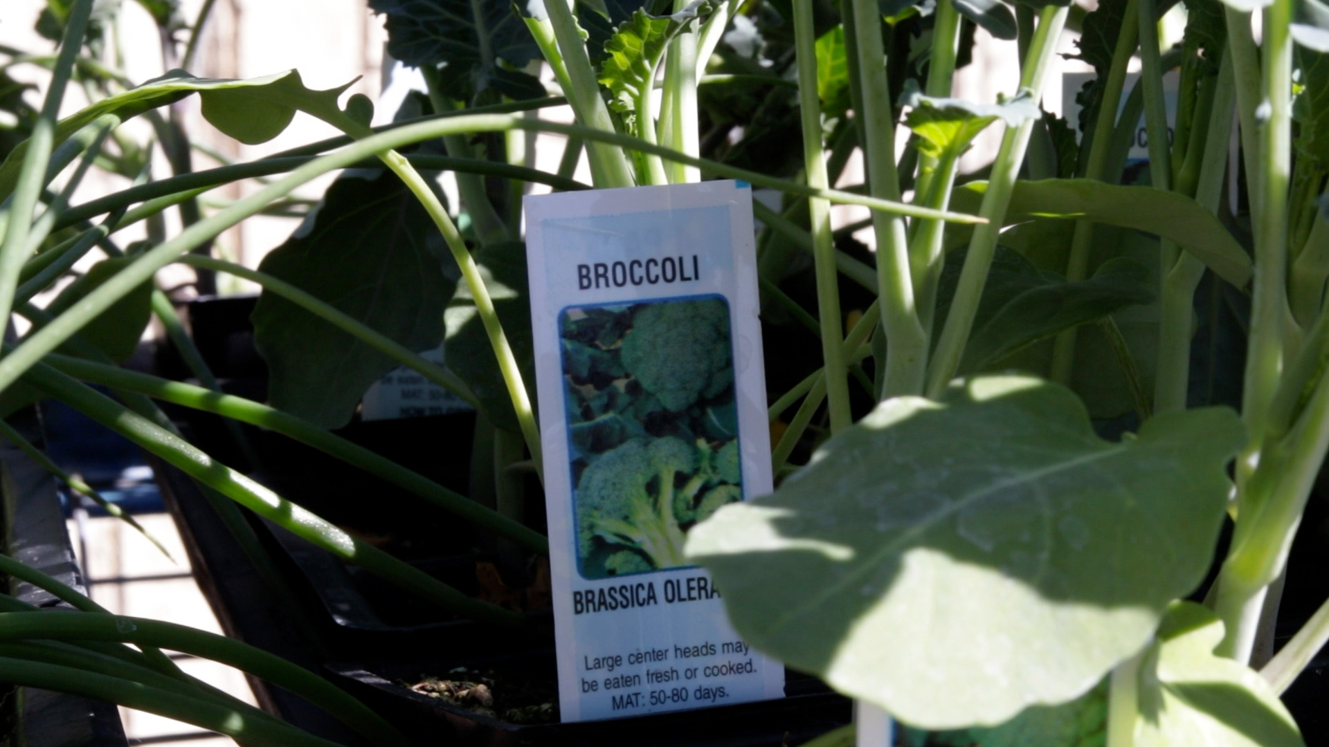 Broccoli (Common)