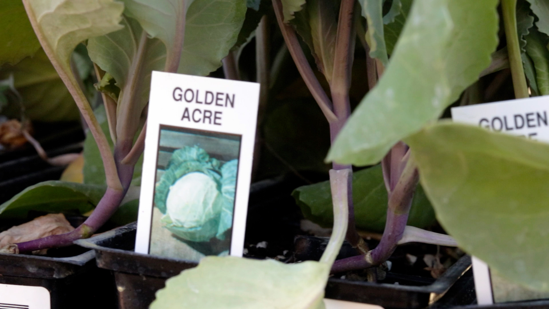 Cabbage (Golden Acre)
