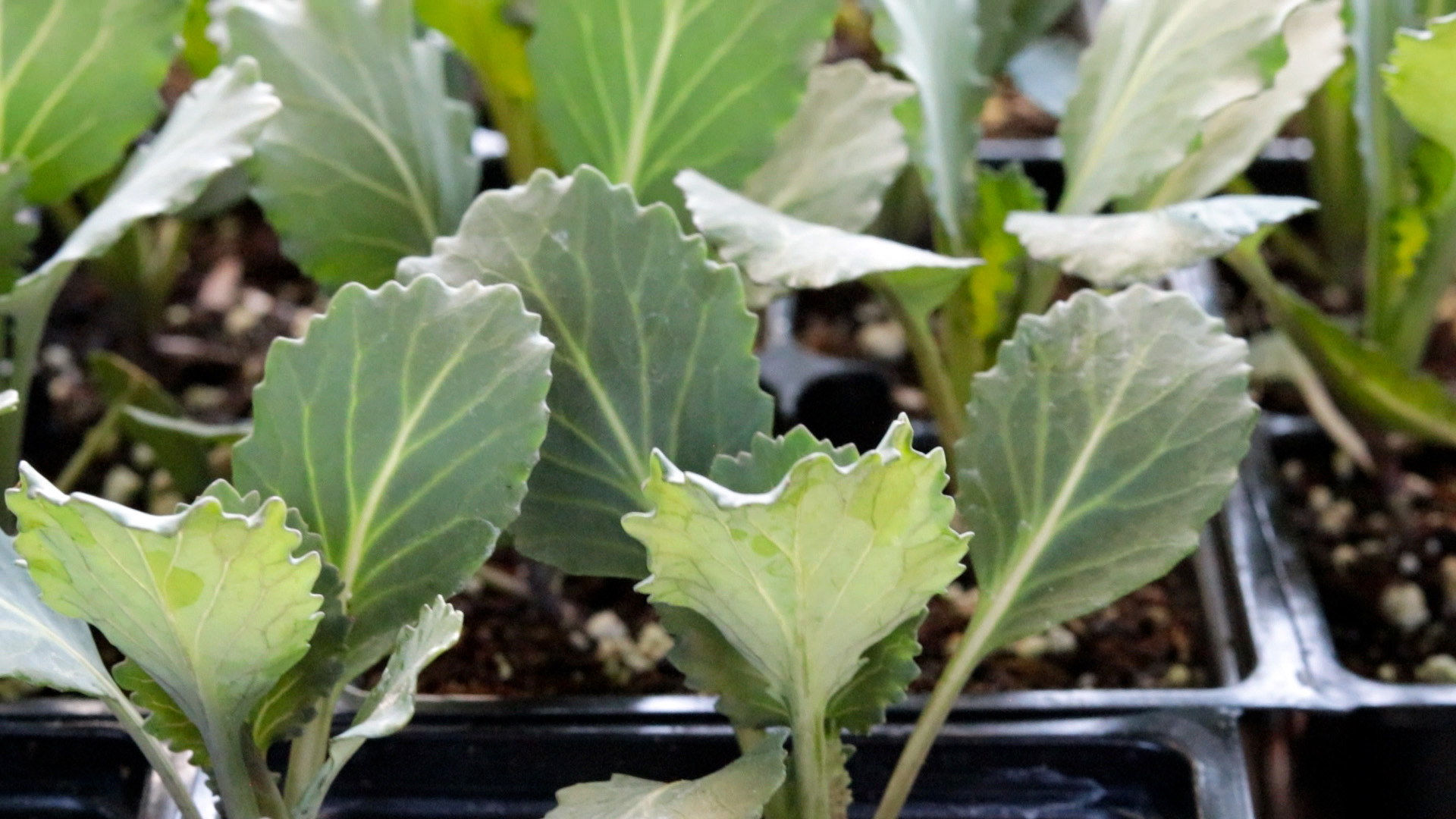 Collards (Common)