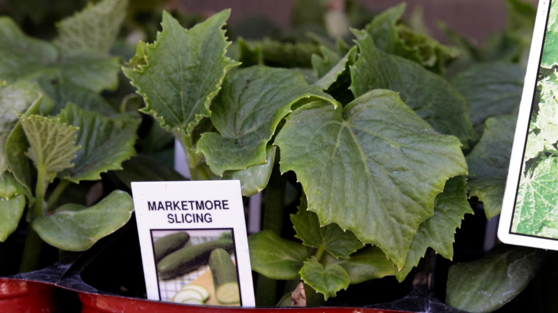 Cucumber (Slicing)