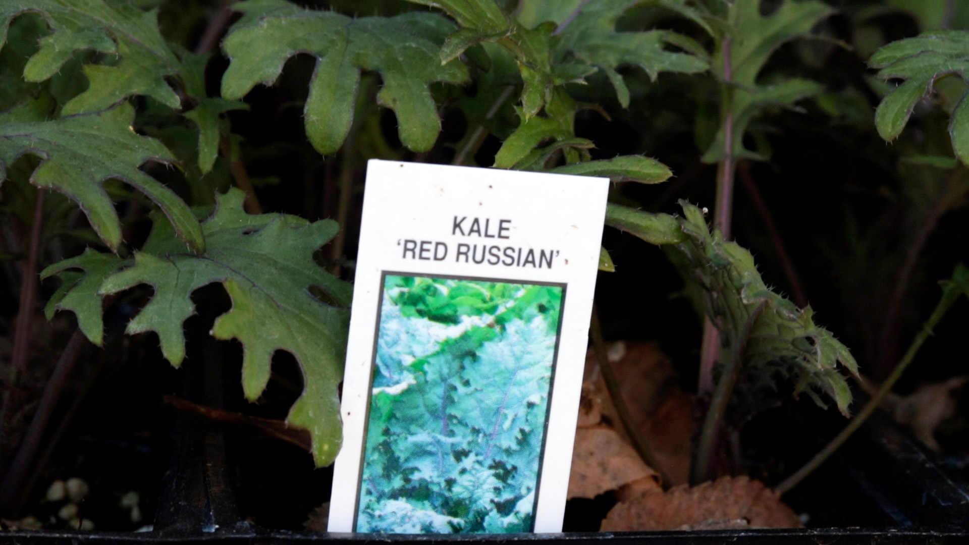 Kale (Red Russian)