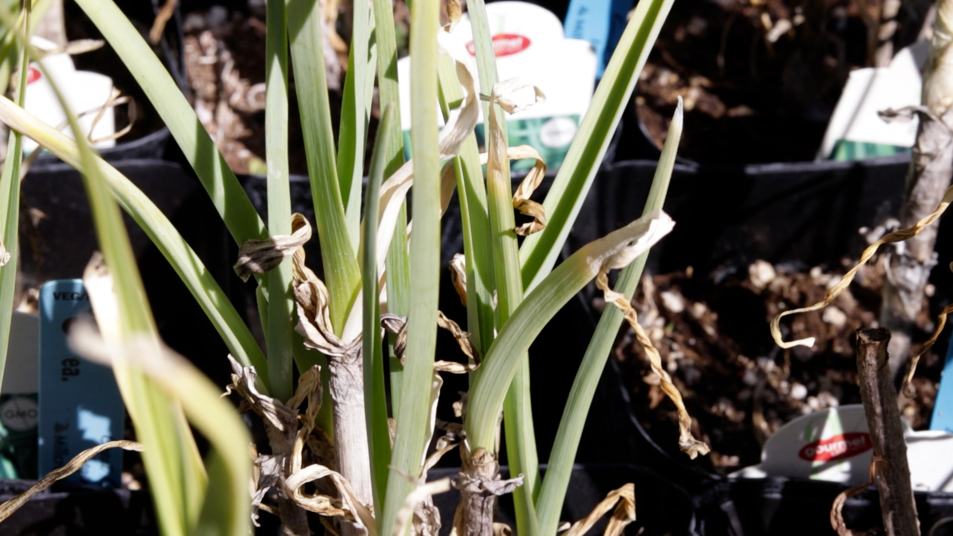 Leek (Baby)
