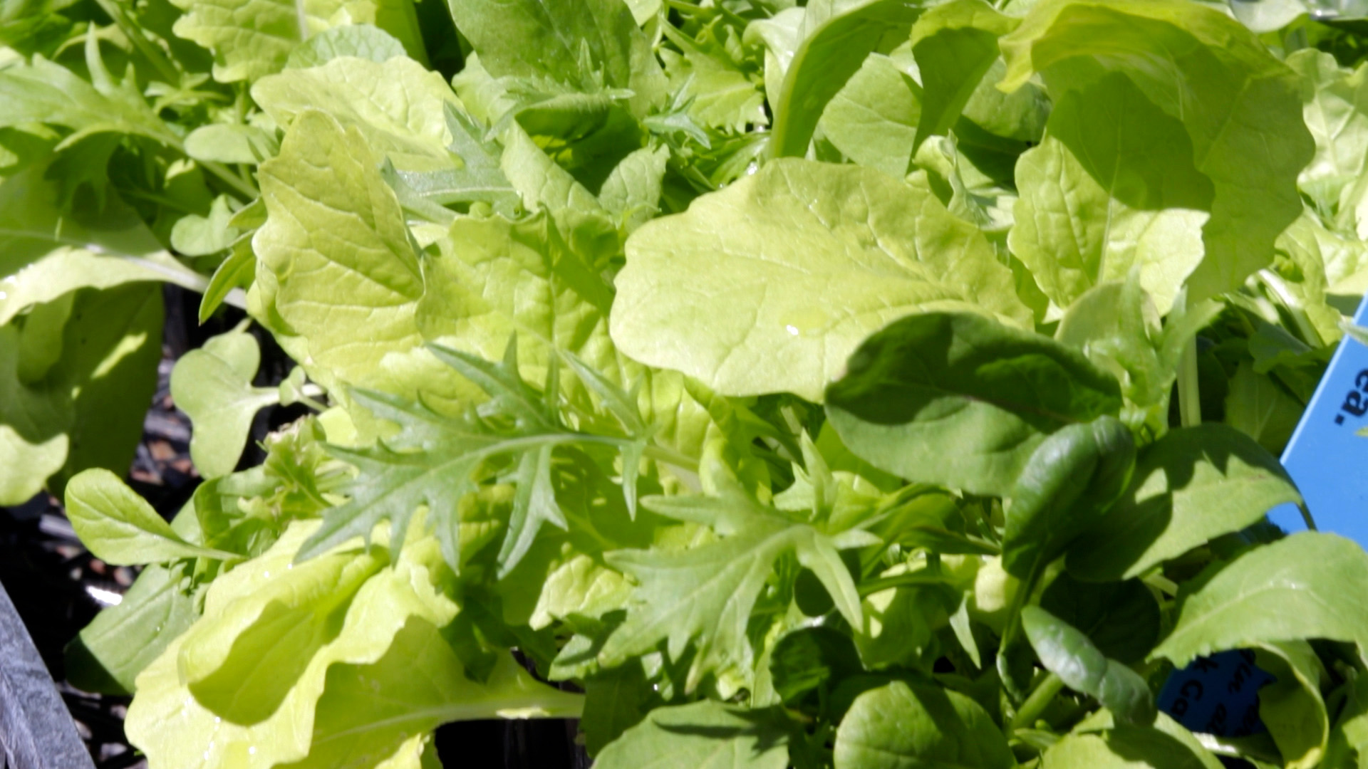 Lettuce (Asian Baby Leaf)
