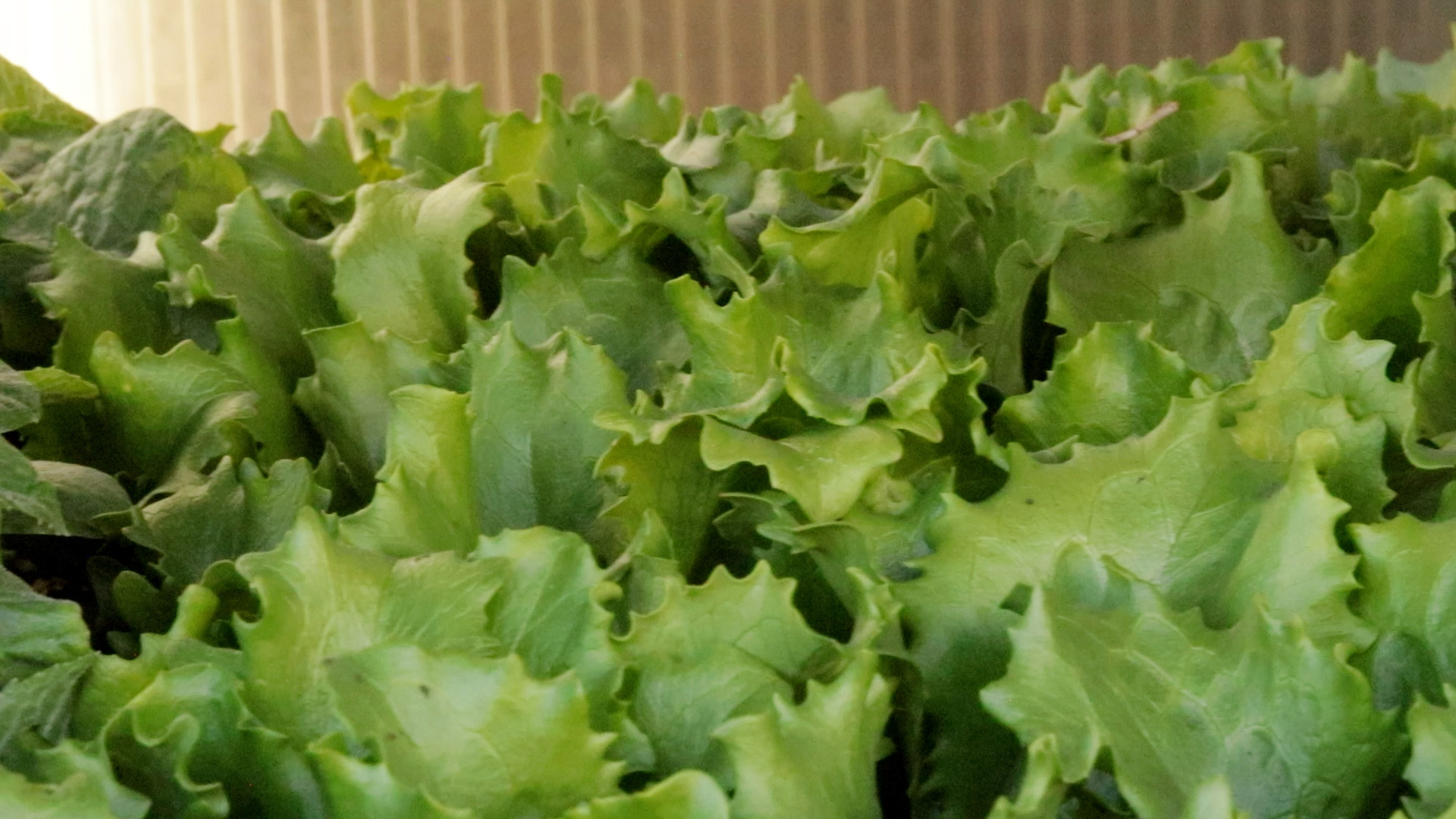 Lettuce (Iceberg)