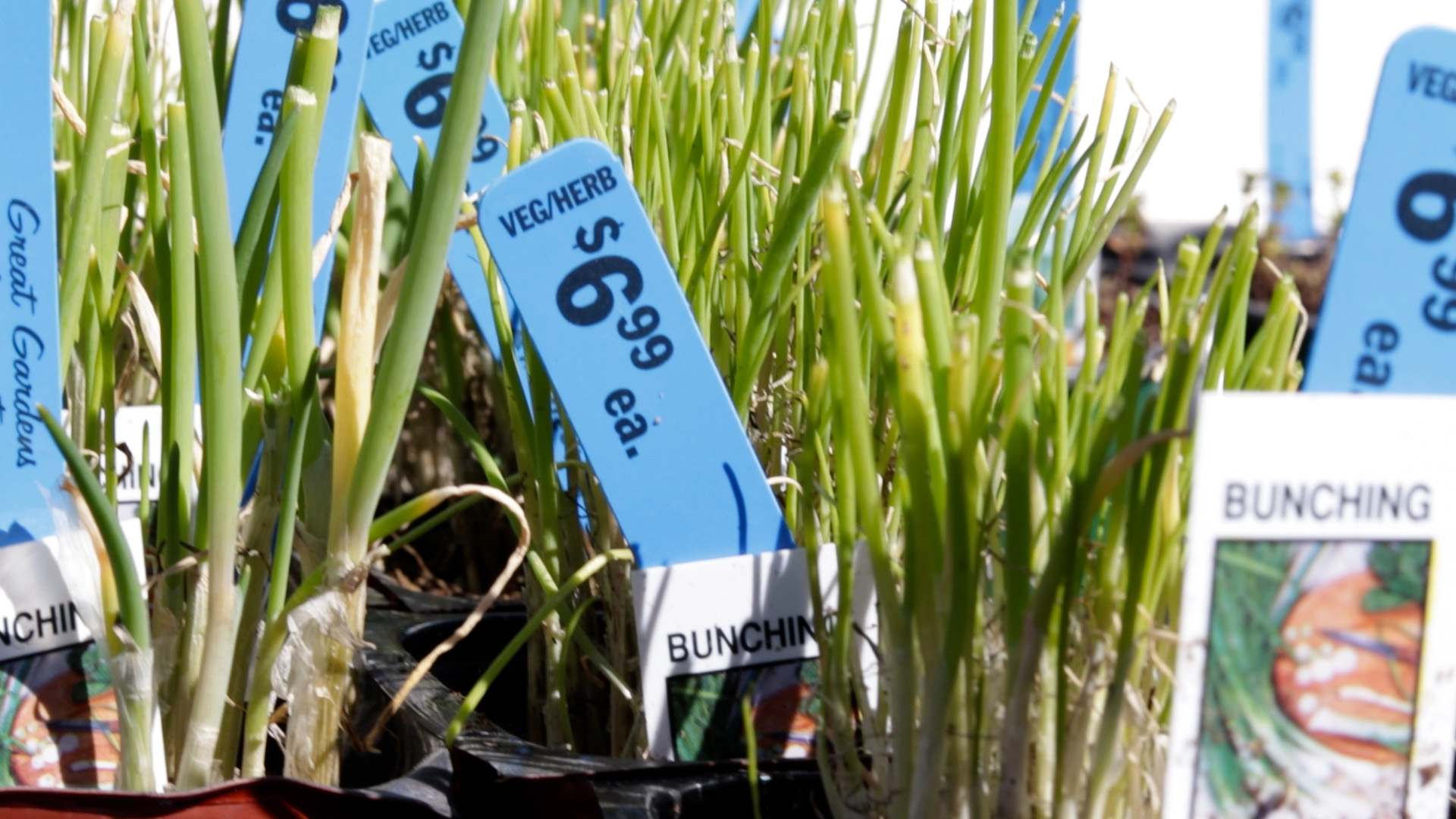 Onion (Bunching)