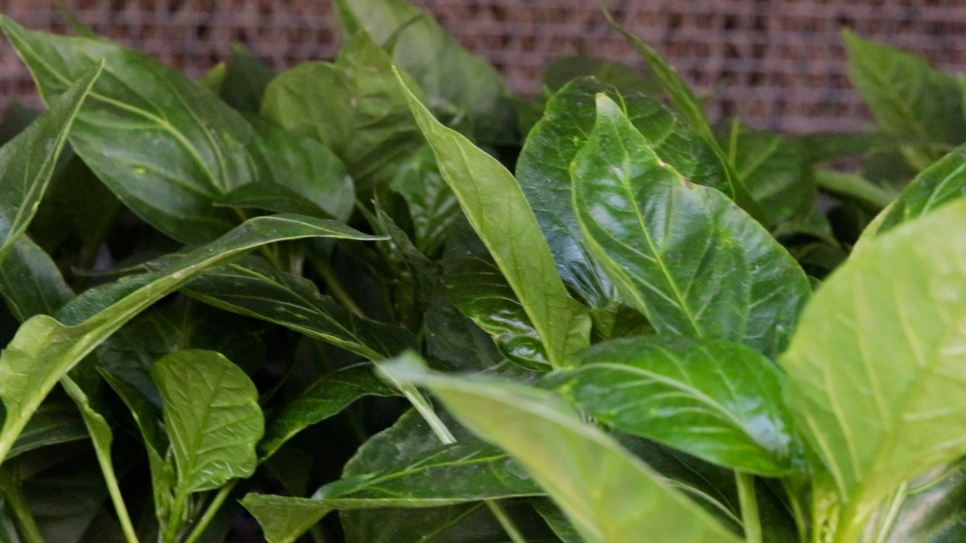 Pepper (California Wonder)