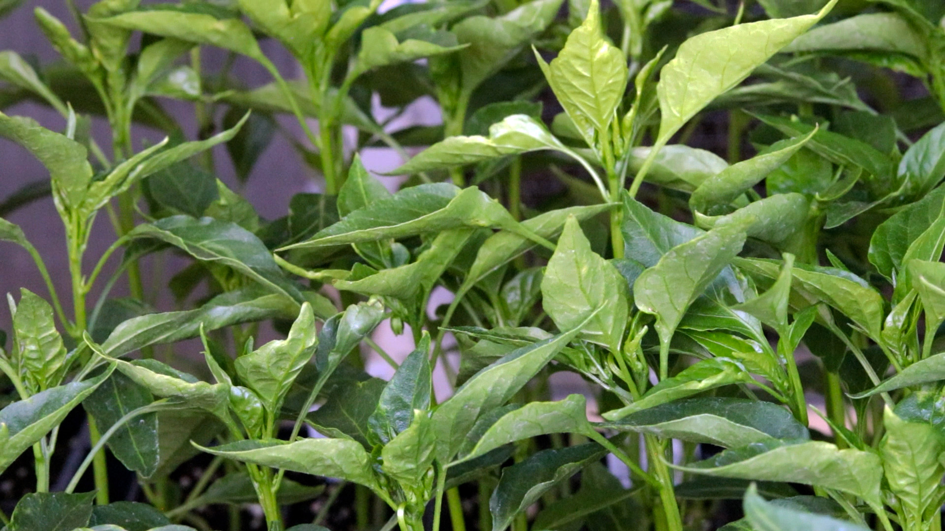 Pepper (Cayenne)