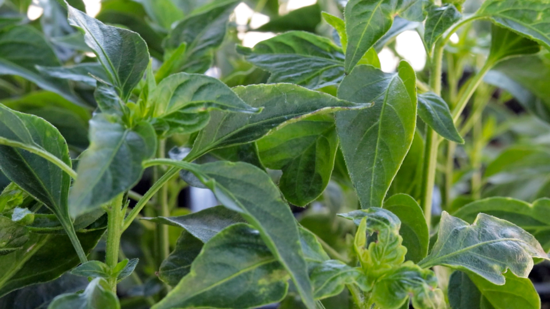Pepper (Serrano)