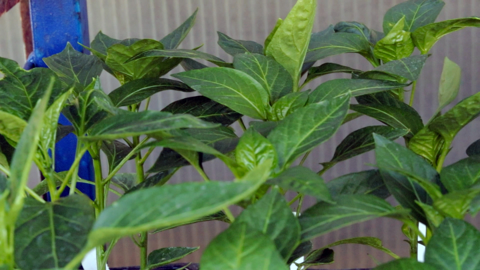 Pepper (Sweet Canyon Red)