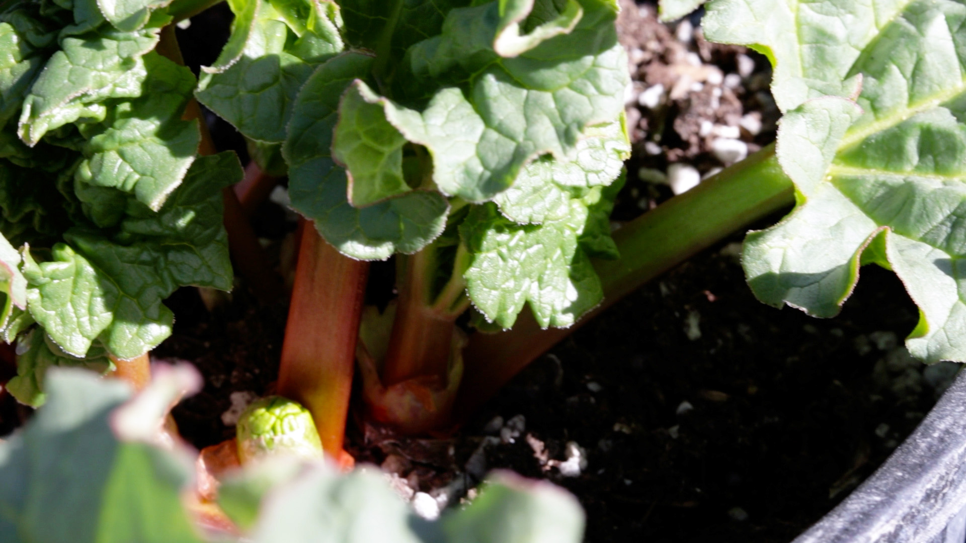 Rhubarb (Victoria)