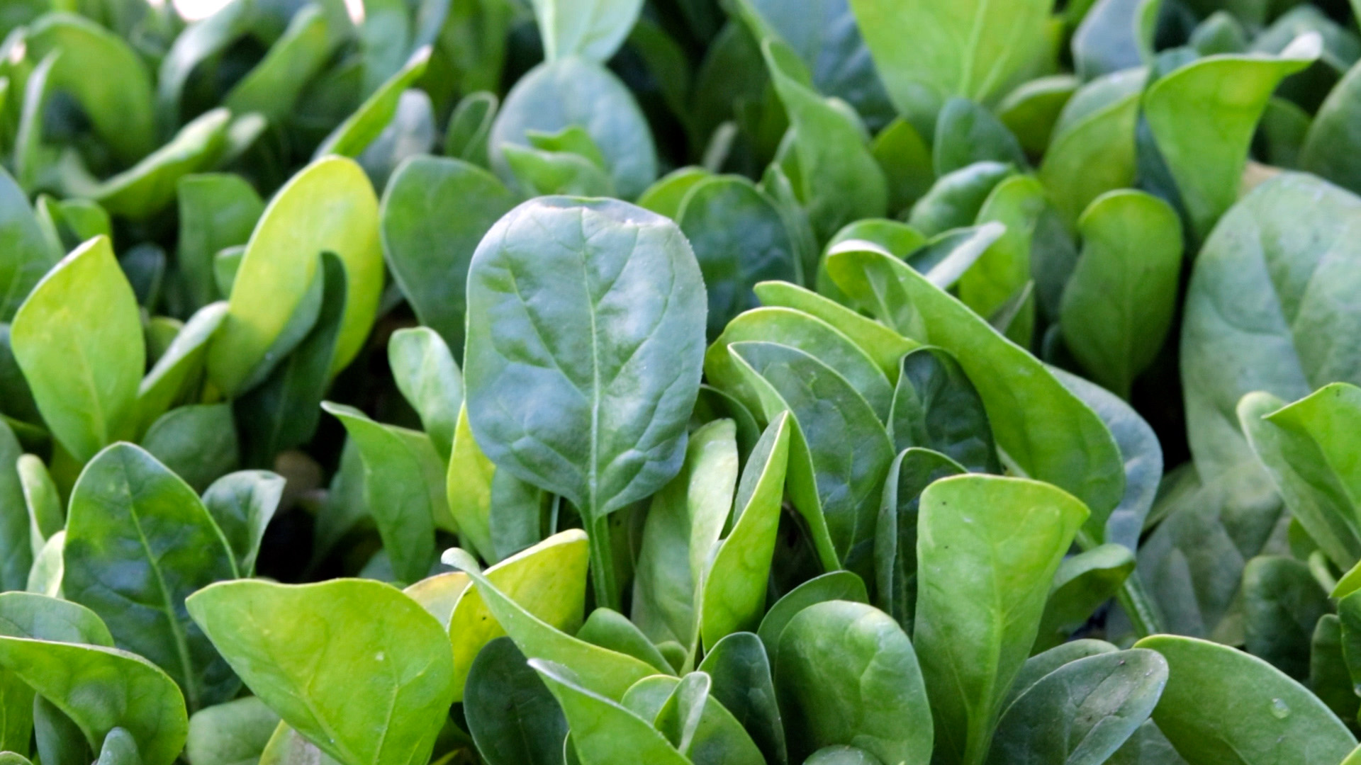 Spinach (Common)