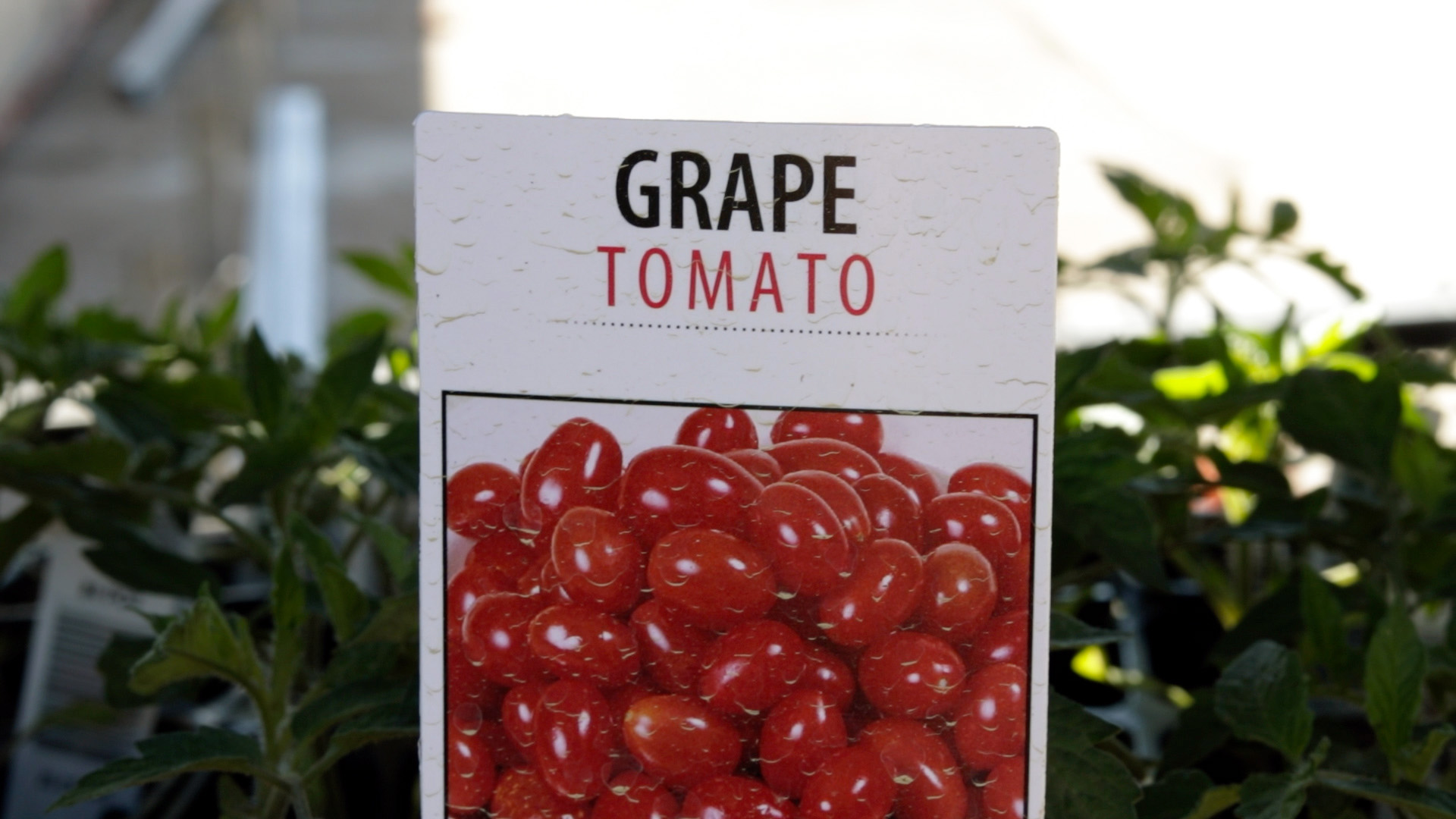 Tomato (Grape)