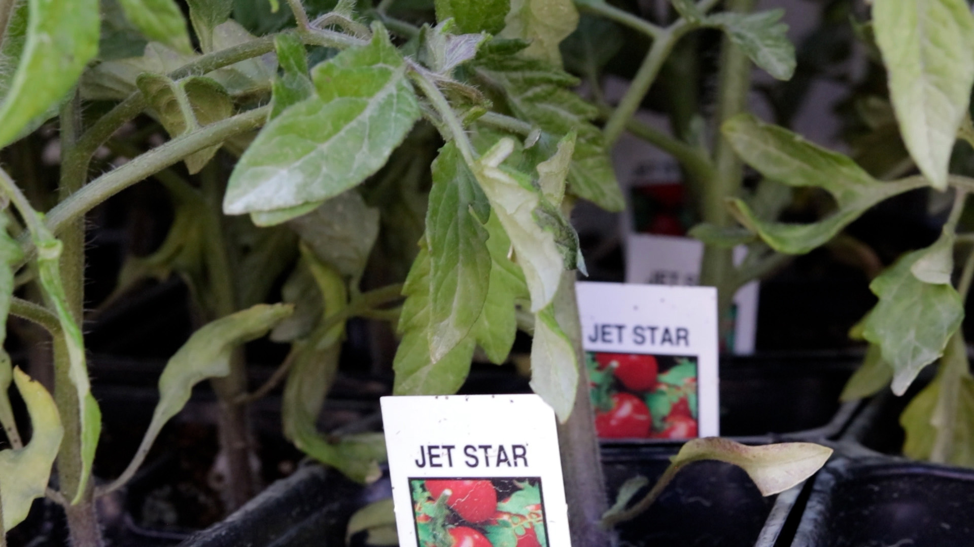 Tomato (Jet Star)