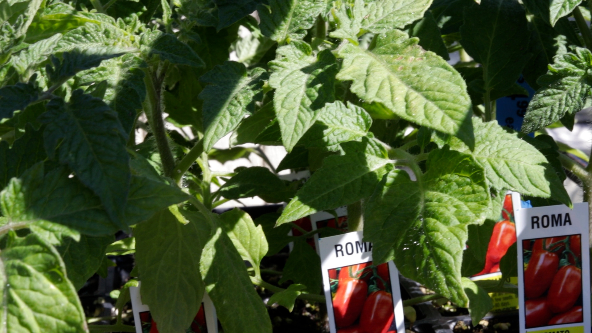 Tomato (Roma)