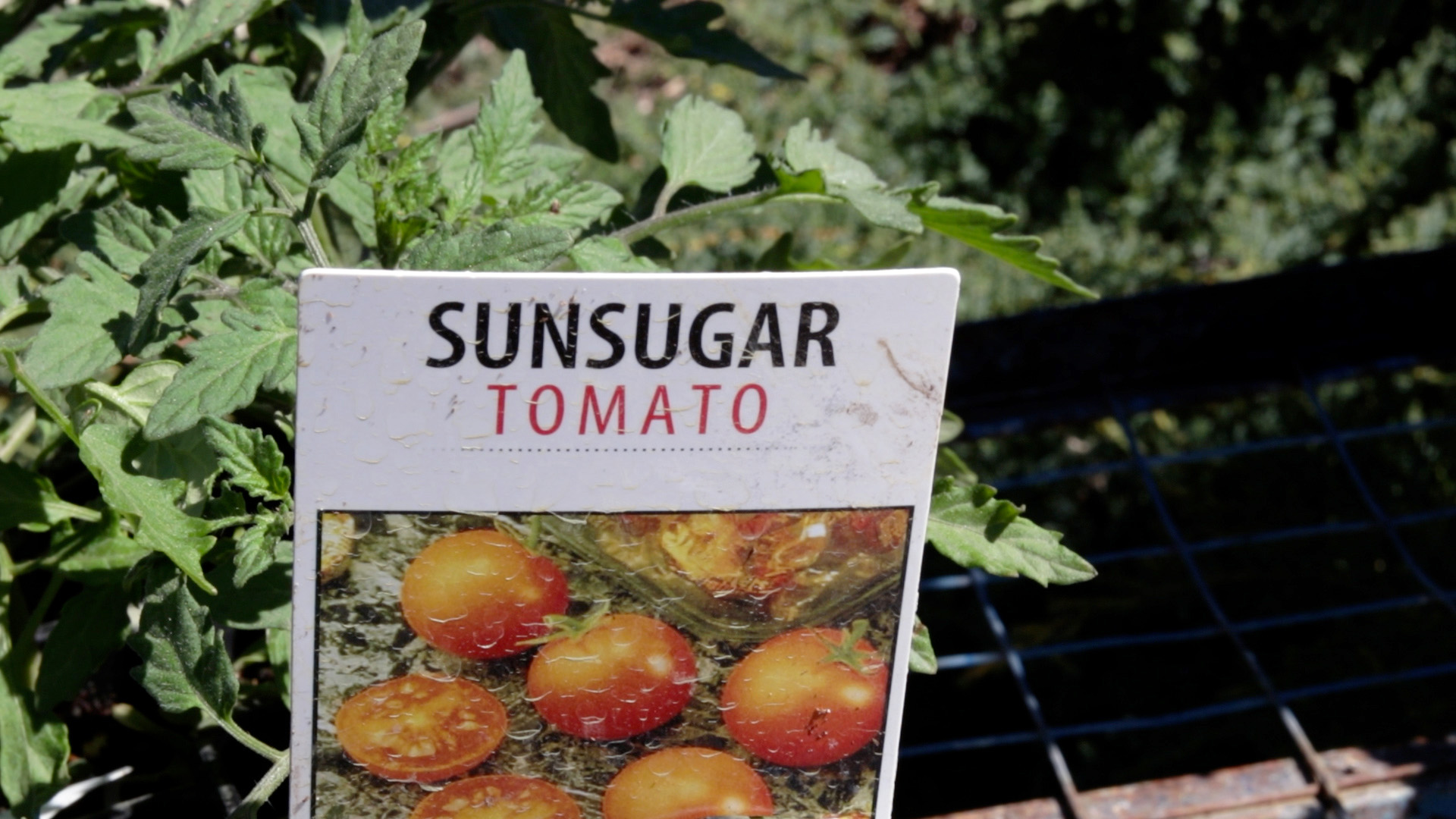 Tomato (Sunsugar)