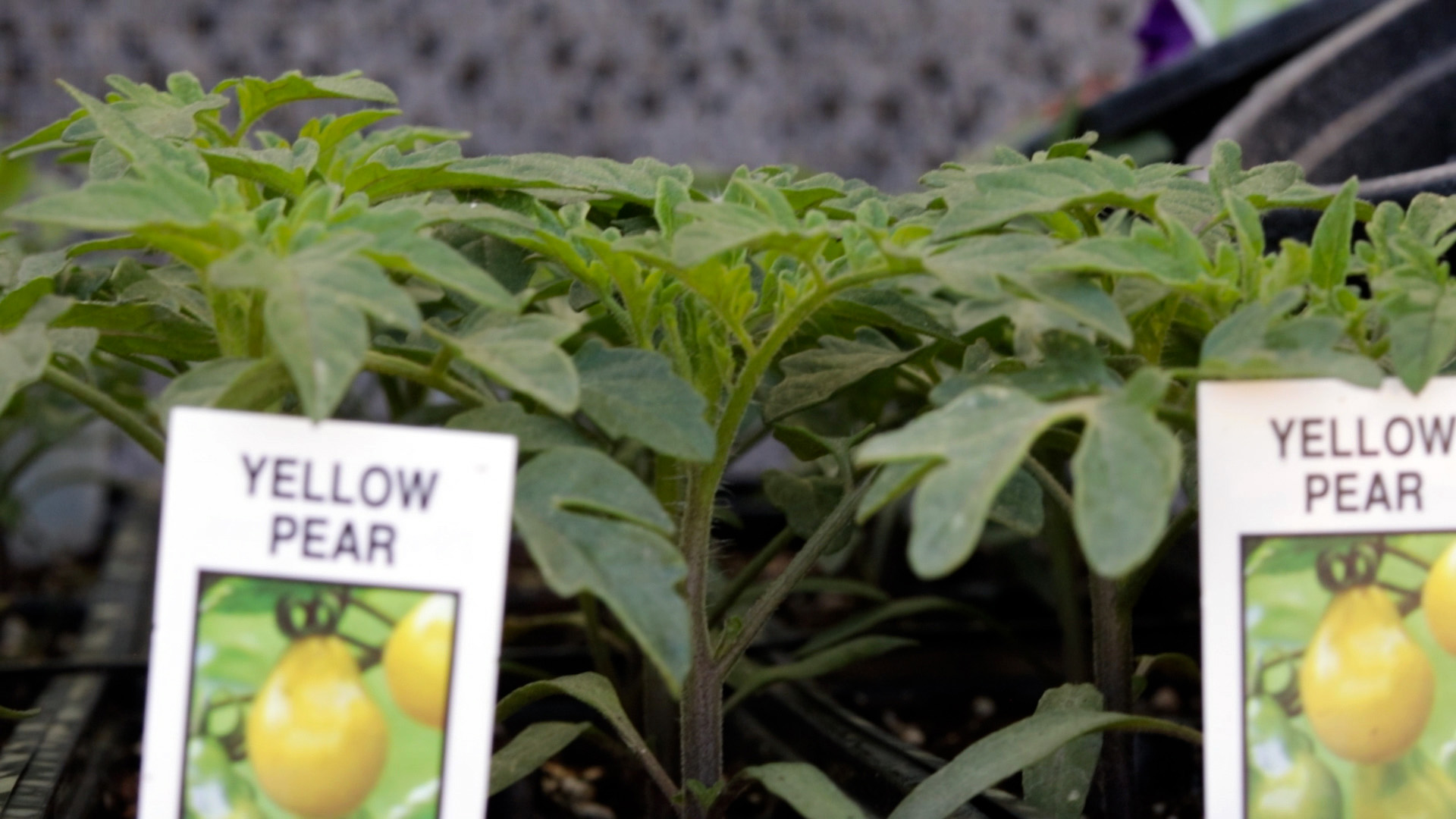 Tomato (Yellow Pear)